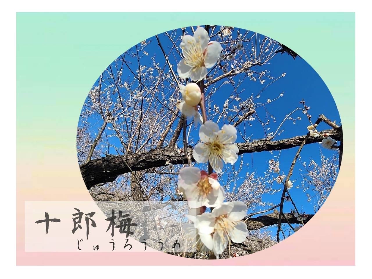 異例の満開曽我梅林 | かなちょく 神奈川県の産直・宅配 - 農家の旬の