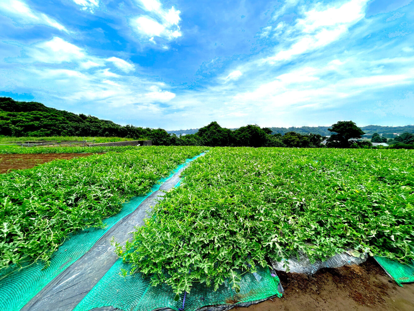 三浦の夏がやって来ました！！ | かなちょく 神奈川県の産直・宅配