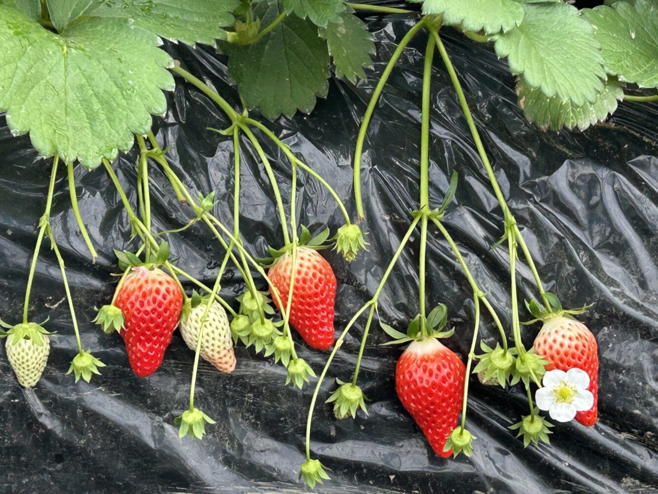 一粒で幸せになる♡完熟いちご | かなちょく 神奈川県の産直・宅配